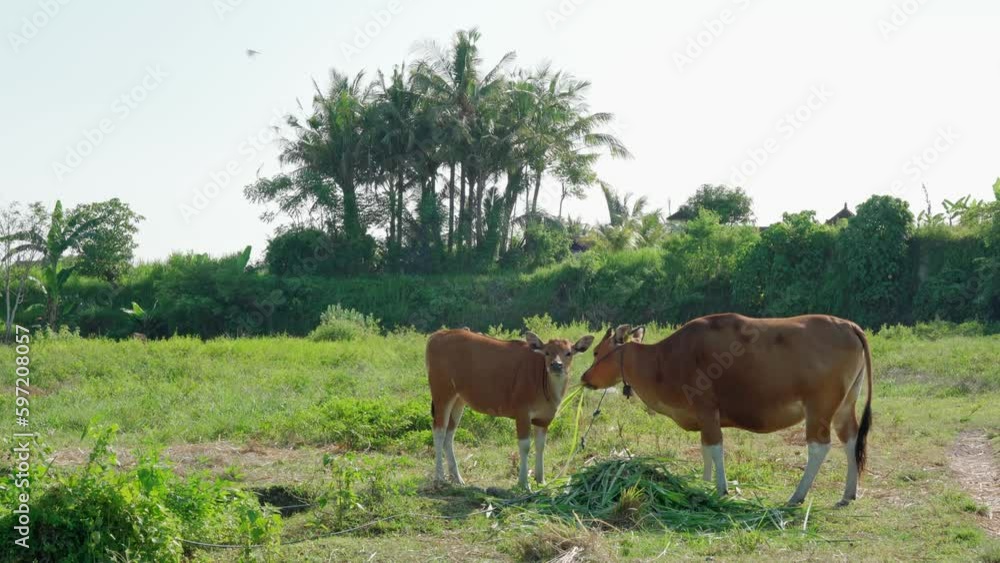 a cow grazes close-up against the background of breeding bulls and cows grazing on the grass in a field in Indonesia, eating hay and silage a cow grazes close-up against the background of breeding bulls and cows grazing on the grass in a field in Indonesia, eating hay and silage