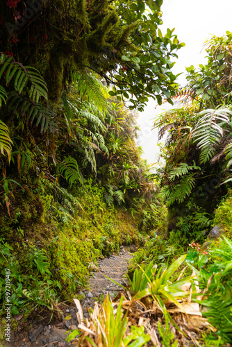 Narrow steep gravel footpath with wood stages on the hiking trail to the summit of Mount Pel  e volcano on Martinique caribbean island  France. Tropical vegetation with ferns and moss on the wayside.