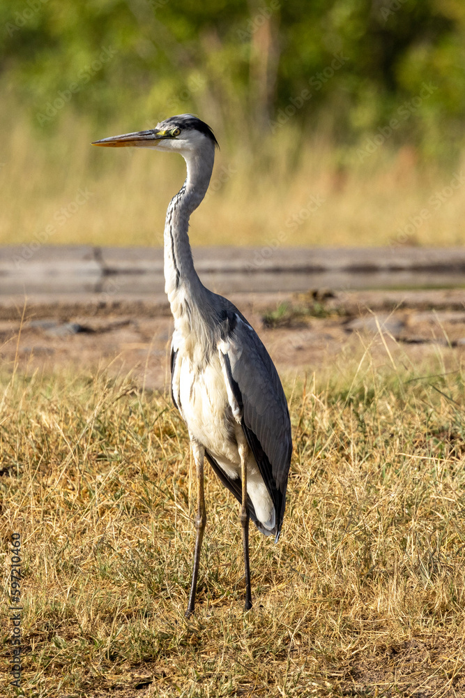 Fototapeta premium Grey Heron in Kruger National Park