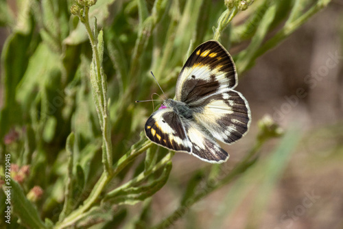 Colotis (Orange tips or Arabs) in Kruger National Park
 photo