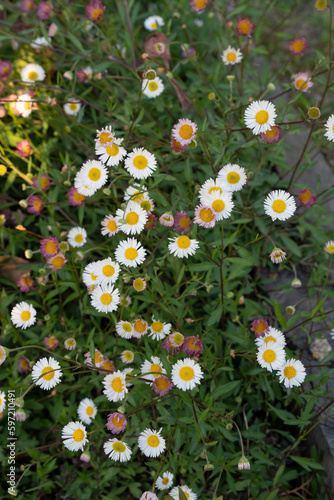 Floral. Wildflowers. Closeup view of Erigeron quercifolius daisies, also known as Southern fleabane, flowers of white petals blooming in the garden. photo