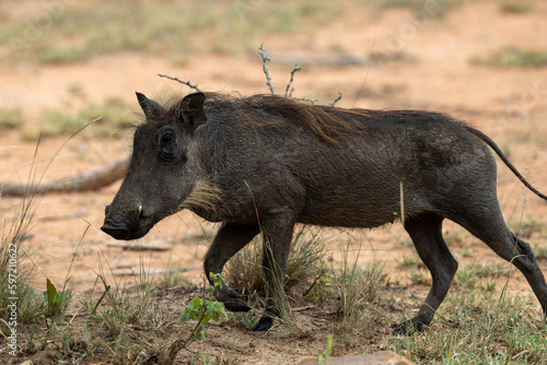 Warthog in Kruger National Park