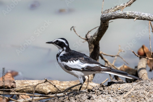 African Pied Wagtail (Bontkwikkie) in the Kruger National Park