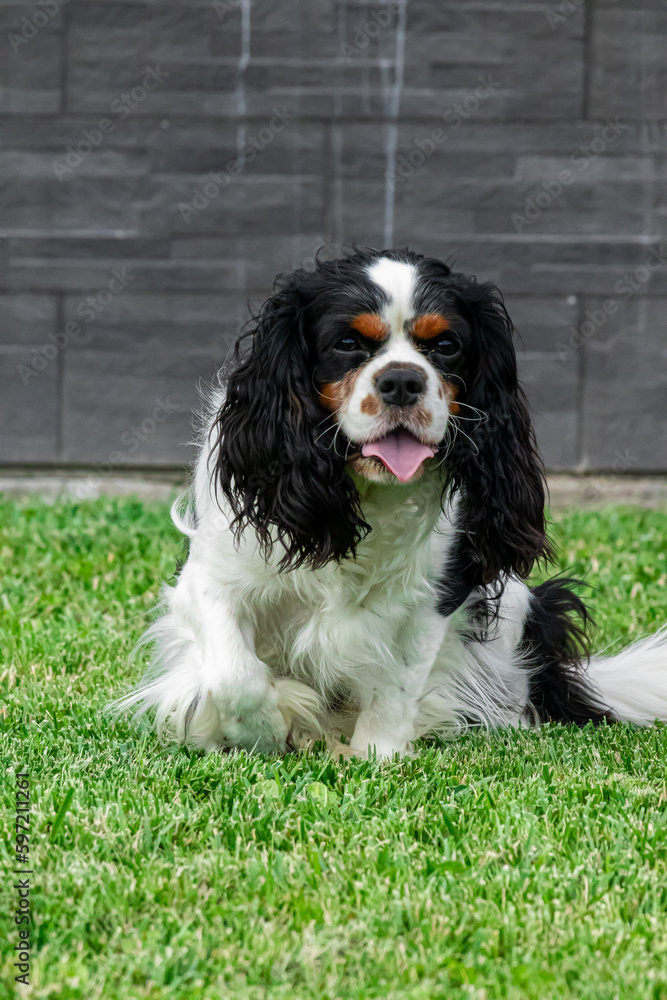 Pies siedzący na trawie 