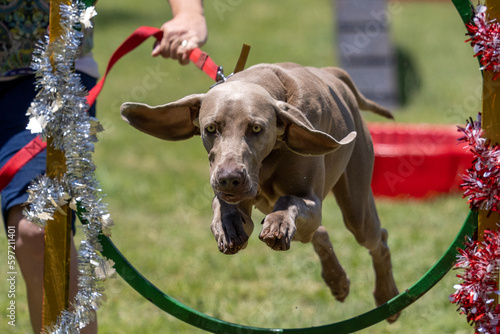 Fotografie Dogs Jumping through hoops at Pretoria Shepherd Dog Club