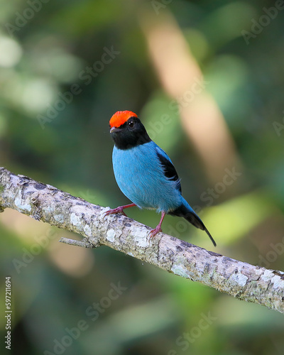 Swallow-tailed Manakin - Chiroxiphia caudata  - tangará 