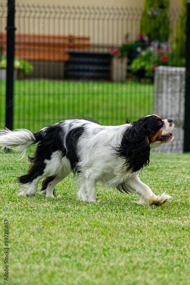 Cavalier king charles spaniel