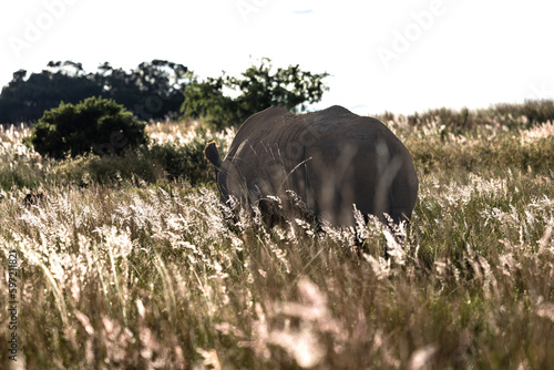 Dehorned Rhinoceros in Rietvlei Nature Reserve photo