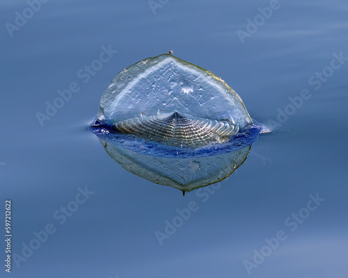 By-the-Wind Sailor, Velella
