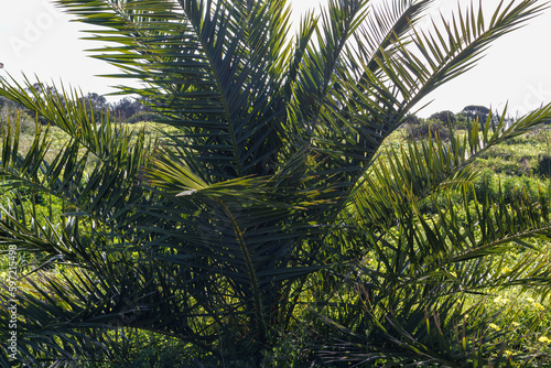 Canary island date palm  Phoenix canariensis