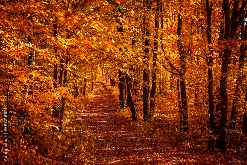 Obraz premium Autumn forest nature. Vivid evening in colorful forest with sun rays through branches of trees. Scenery of nature with sunlight