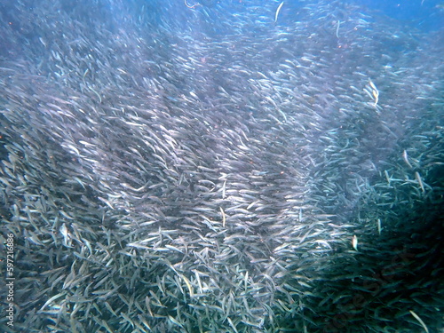 huge school of sardines in moalboal on cebu island