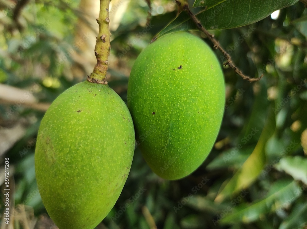 green mango photo, raw mango photo,