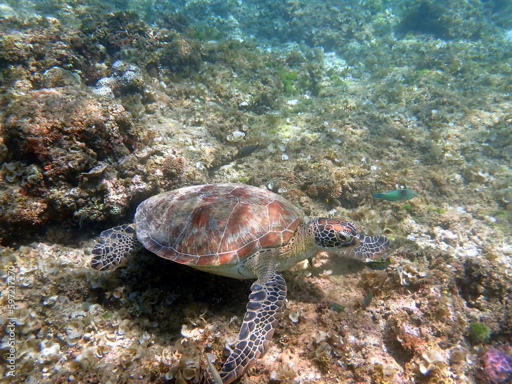 sea turtle in the coast near waters at moalboal sea turtle in the coast near waters at moalboal