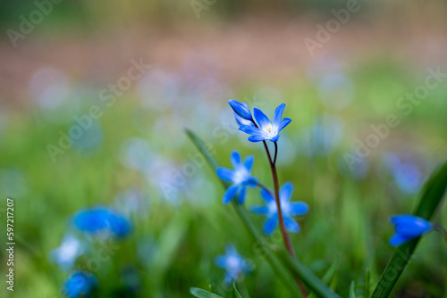 blue flowers of Scilla siberica in the grass