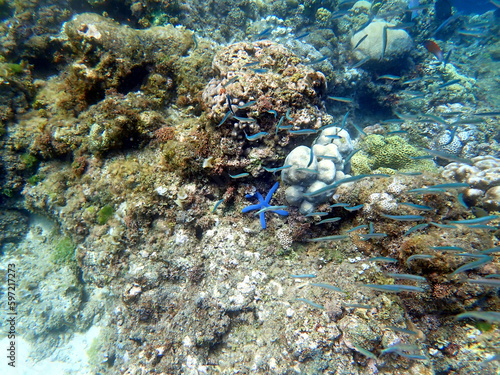 colorful starfish in the pacific ocean at moalboal