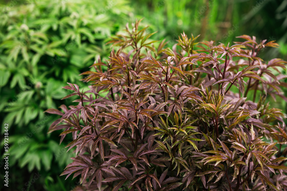 Plants bush garden peony