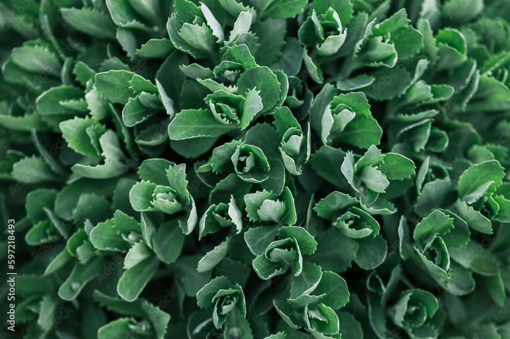 nature green abstract background organic texture nature green abstract background organic texture