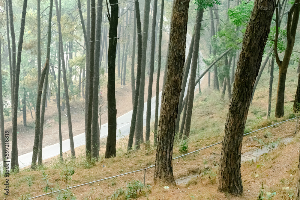 In the woods Uphill! In the woods Uphill!
