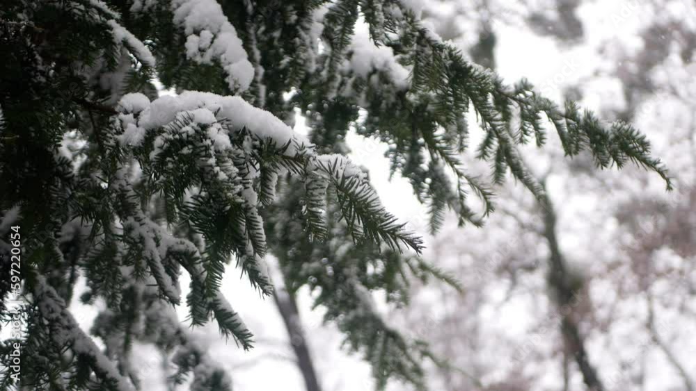 Coniferous branches covered with snow. It's snowing so everything is white. Coniferous branches covered with snow. It's snowing so everything is white.