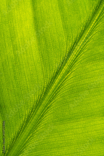 Green leaf close-up visible cells structure backlit strelizia
