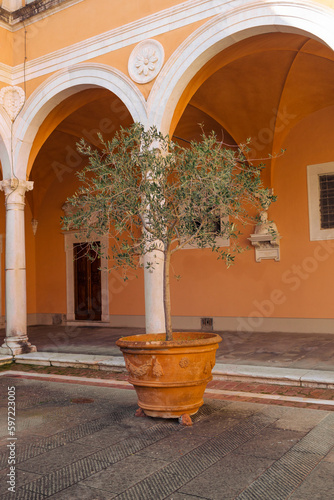 Cozy old street in Pisa Italy.Olive tree in clay flower pot in a street in the old town. Architecture and landmark of Pisa, Italy. Vertical photo. High quality photo