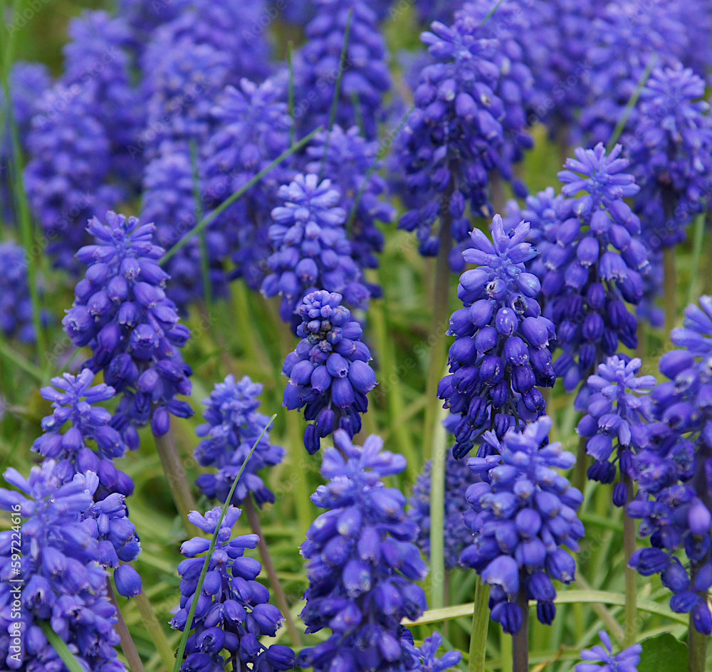 Blue muscari flowers