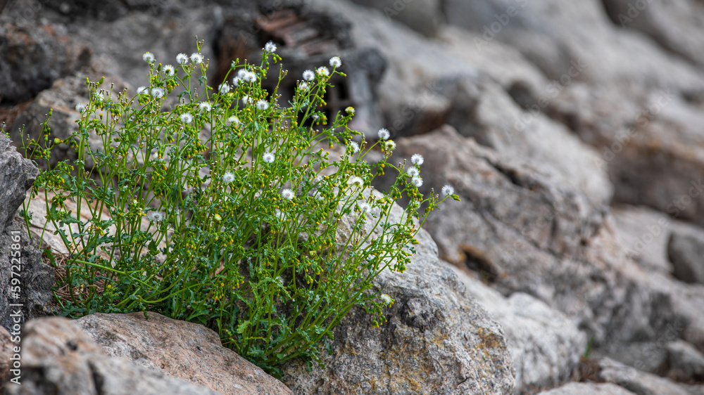 Obraz premium Schmalblättriges Greiskraut