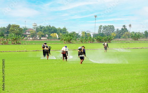 Thai farmer spray herbicides Farmers spray insecticides in rice fields.