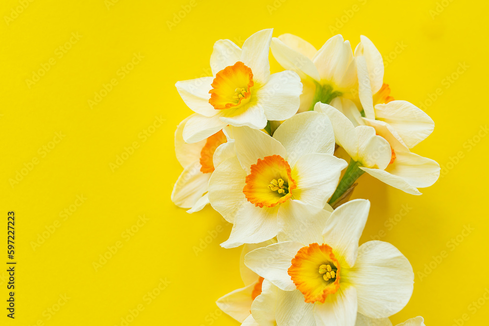 Naklejka premium A bouquet of yellow daffodils flowers isolated on a yellow background. Flat lay, top view. Place for inscriptions.