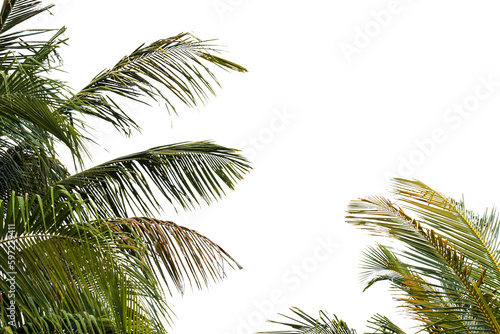 Coconut leaves with clipping path. © Siriporn
