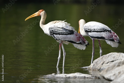 great blue heron ardea cinerea