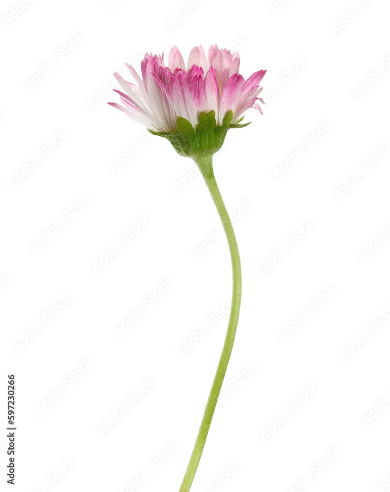 Daisy pink flower in spring isolated on white, clipping path Daisy pink flower in spring isolated on white, clipping path