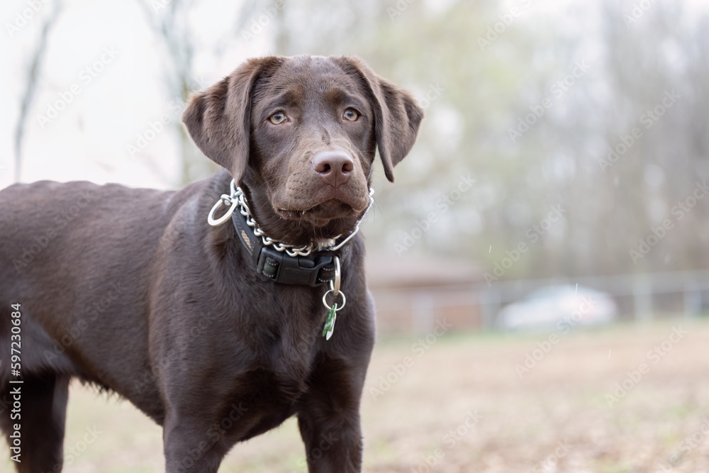 Chocolate Lab Pet Dog.  A Loyal Companion in Motion. Beautifully Candid Pet Photography of a Healthy Chocolate Lab Young Puppy.  Pet Photography. 