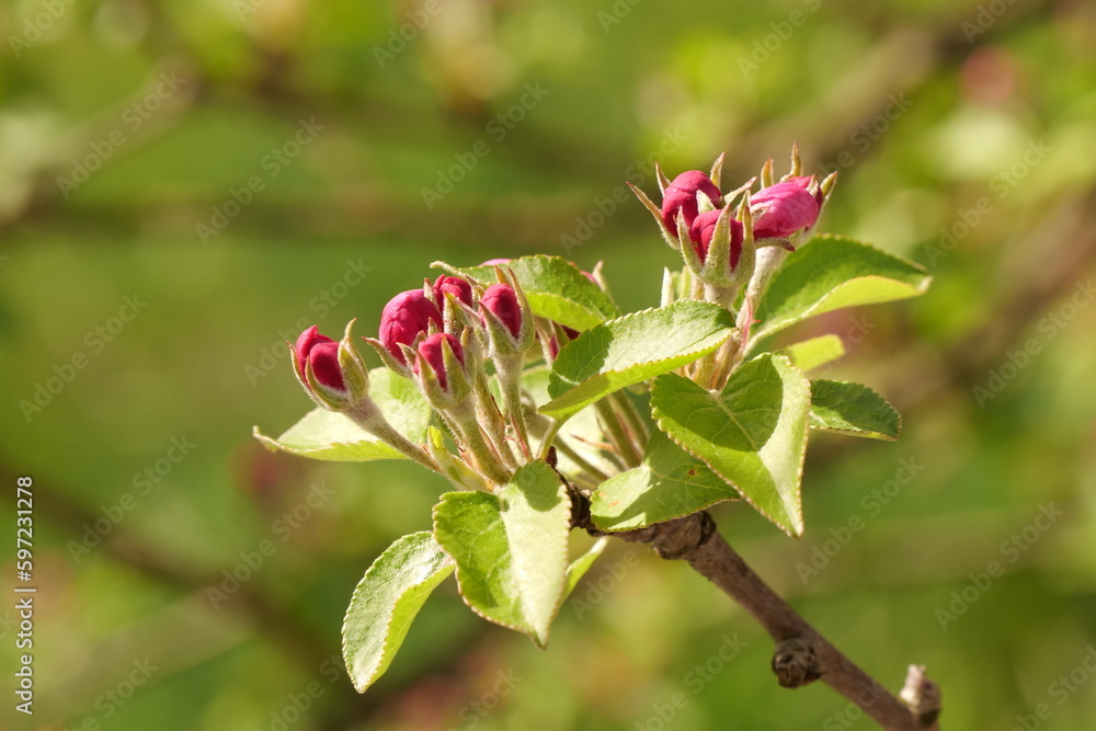 red apple buds in spring