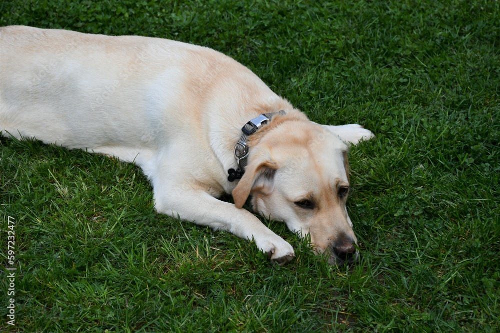 golden retriever dog