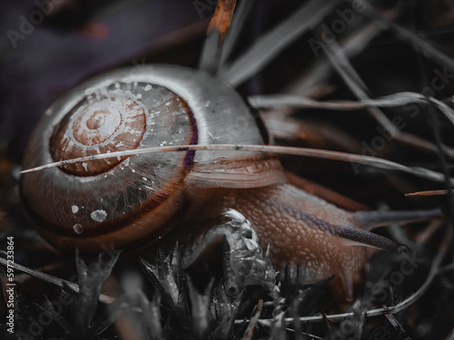 zdjęcie makro ślimaka w ruchu © Leszek