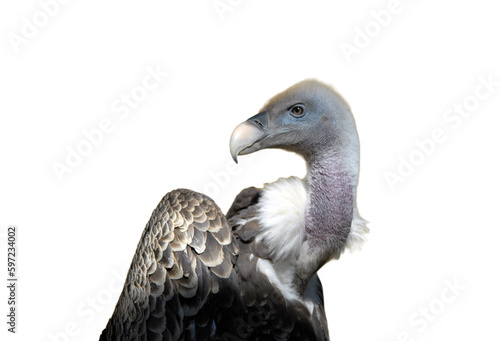 isolated vulture or condor seen in profile