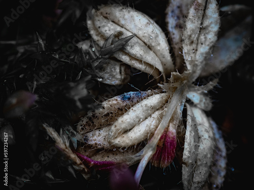 zdjęcie makro wiosennych kwiatów photo