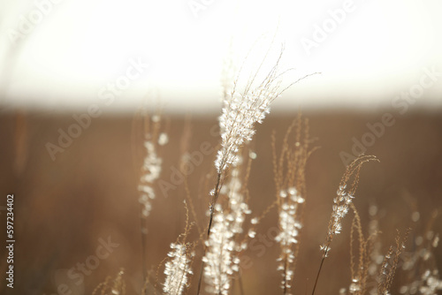 grass in the morning © Natalia