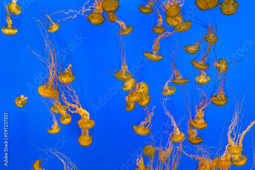 jelly fishes swimming in the blue ocean