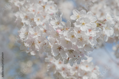 closeup of pink and white cherry blossom in spring and blue sky