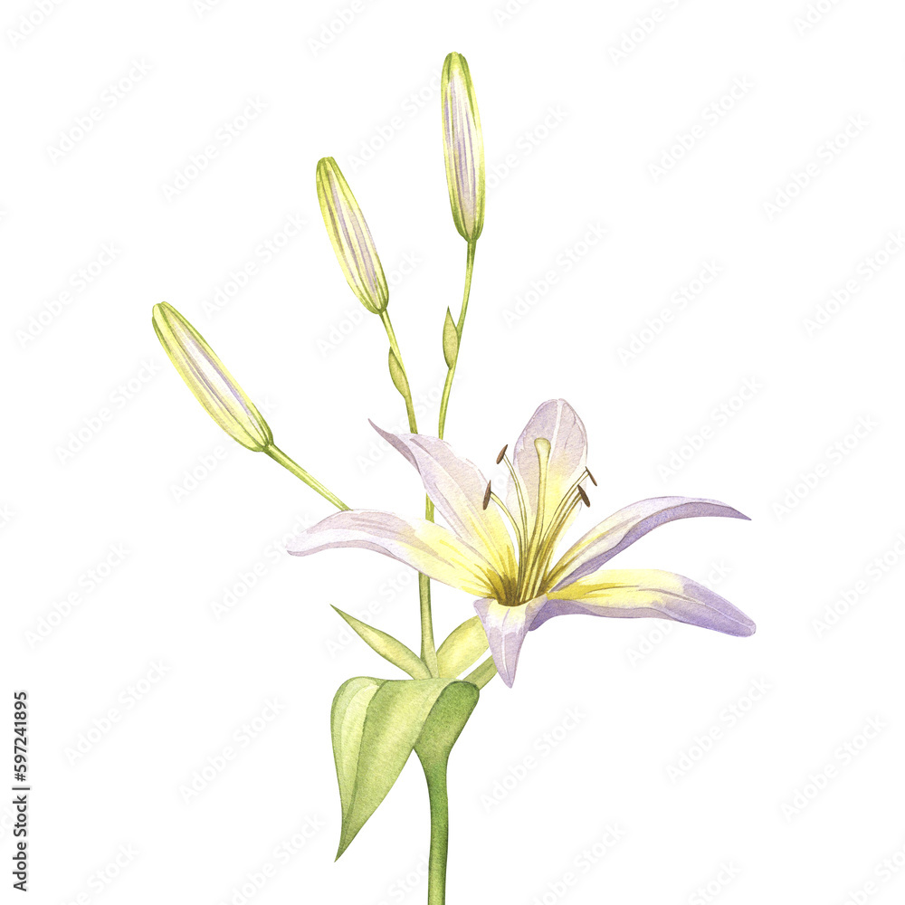 Naklejka premium White lilies. Watercolor illustrations of delicate white flowers. Clipart for design save the date, wedding invitations, stickers, banners, blog decor, greeting cards.