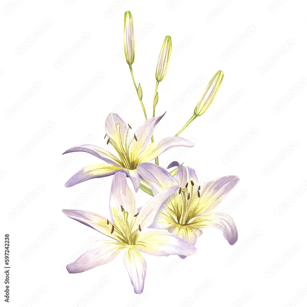 White lilies. Watercolor illustrations of delicate white flowers. Clipart for design save the date, wedding invitations, stickers, banners, blog decor, greeting cards. White lilies. Watercolor illustrations of delicate white flowers. Clipart for design save the date, wedding invitations, stickers, banners, blog decor, greeting cards.