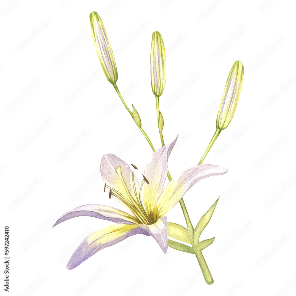 Fototapeta premium White lilies. Watercolor illustrations of delicate white flowers. Clipart for design save the date, wedding invitations, stickers, banners, blog decor, greeting cards.