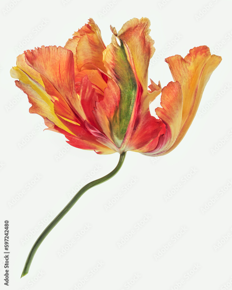 Parrot Tulip on white background Parrot Tulip on white background