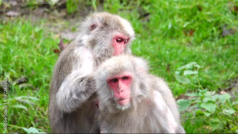 male japanese macaque (macaca fuscata) looking for fleas from a female male japanese macaque (macaca fuscata) looking for fleas from a female