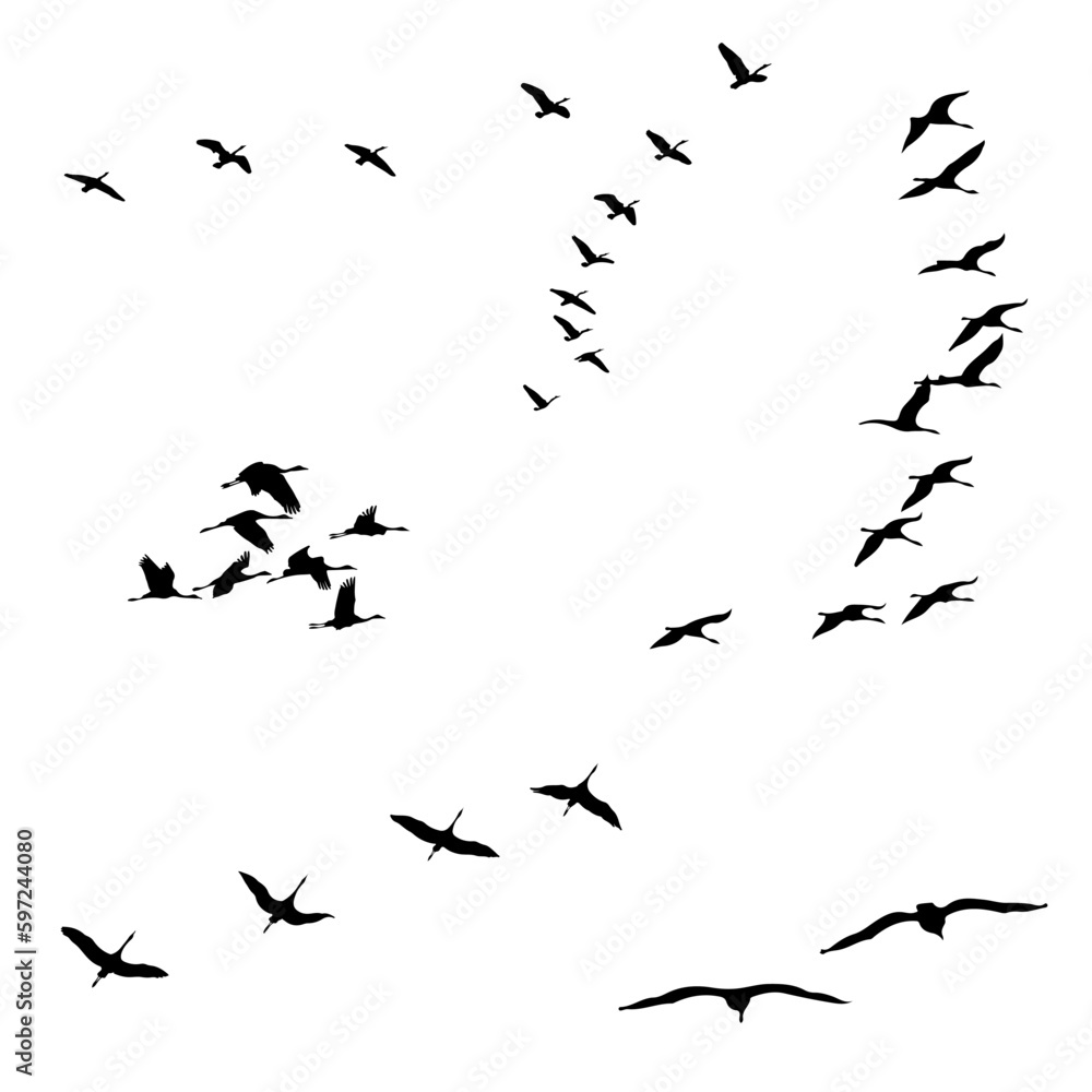 birds silhouette sets, black and white vector illustration