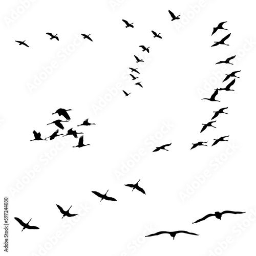 birds silhouette sets  black and white vector illustration