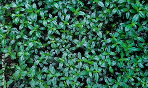 background of bright green leaves